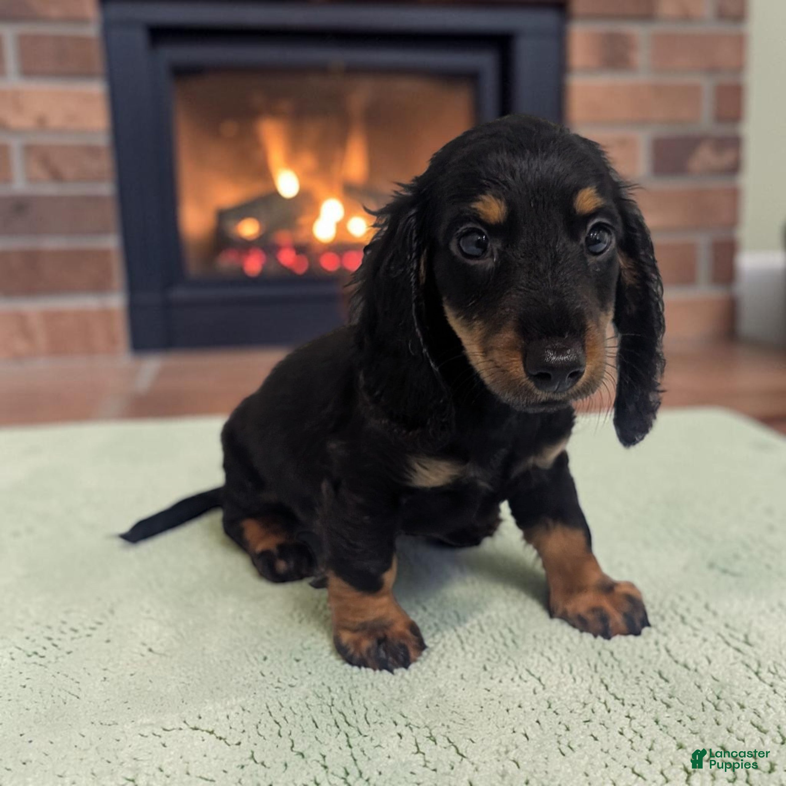 Miniature Dachshund dogs Pepper - Ad 1