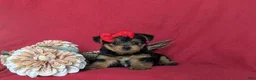 Yorkshire Terrier dogs for sale: Trinity 4.5 lbs Full Grown - Ad 6