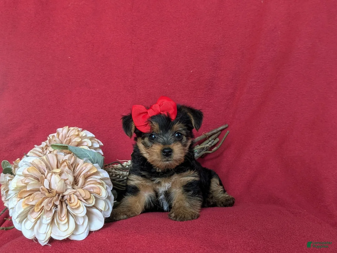 Yorkshire Terrier dogs for sale: Trinity 4.5 lbs Full Grown - Ad 6