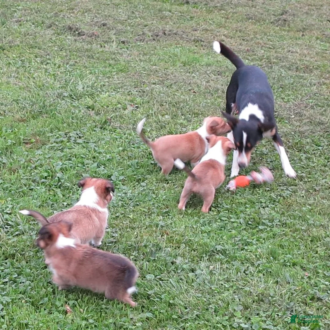 Gallery Image {{count}}