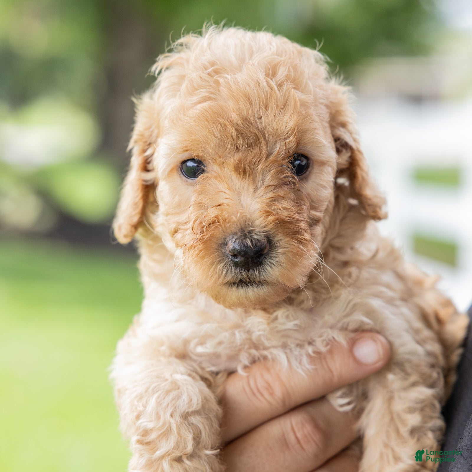 Toy Poodle dogs Ginger  - Ad 1