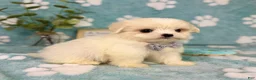 Malshi dogs for sale: Teddy - Ad 7