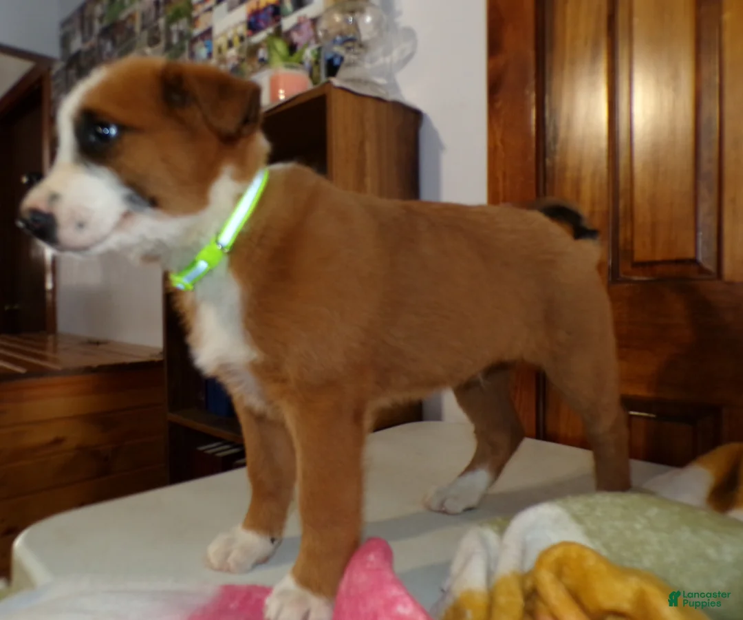 Mixed Breed dogs for sale: Mixed Breed Puppy 7 Prince - Ad 3