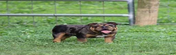 English Bulldog dogs for sale: English Bulldog 1 - Ad 4