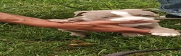 American Bully dogs for sale: American Bully 4  -Daisy - Ad 2
