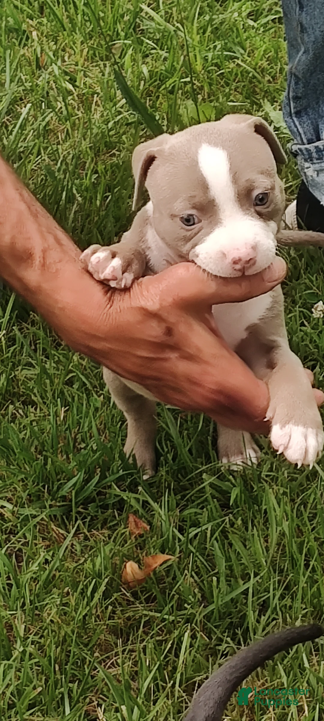 American Bully dogs for sale: American Bully 4  -Daisy - Ad 2