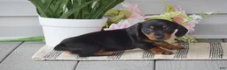 Miniature Dachshund dogs for sale: Nicole - Ad 3