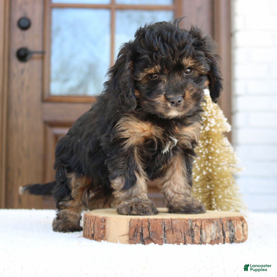 Cavapoo dogs for sale: Daniel  - Ad 4