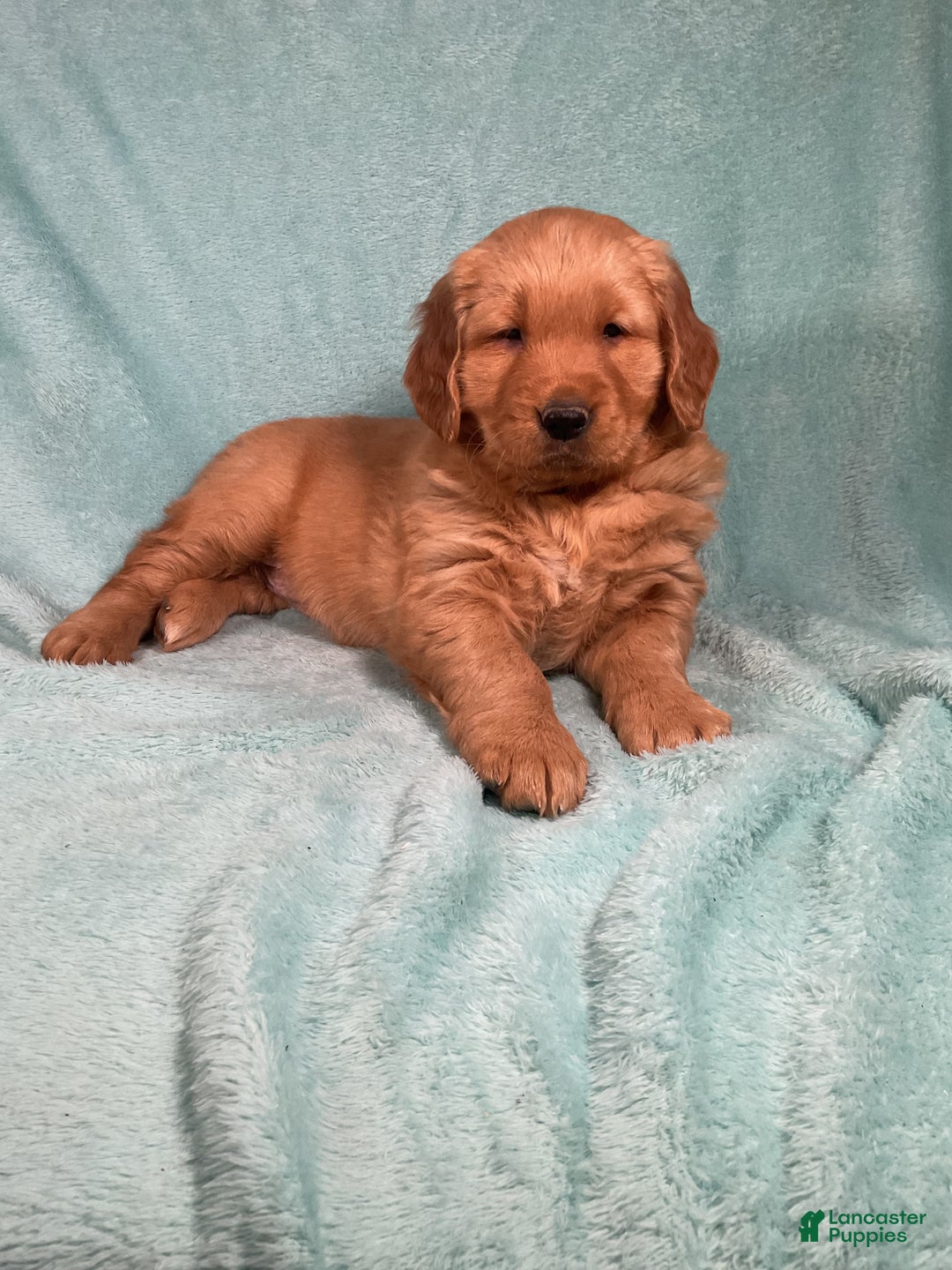 Golden Retriever dogs for sale: Lily - Ad 1