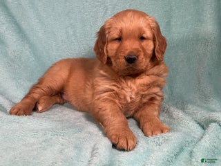 Golden Retriever dogs Lily - Ad 20