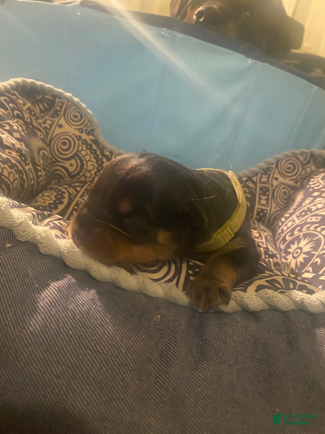 Rottweiler dogs for sale: 1st Pick Male - Ad 2