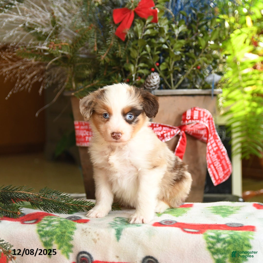 Australian Shepherd dogs for sale: Abel - Ad 1