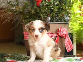 Australian Shepherd dogs Abel - Ad 39