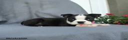 Boston Terrier dogs for sale: Chip - Ad 3