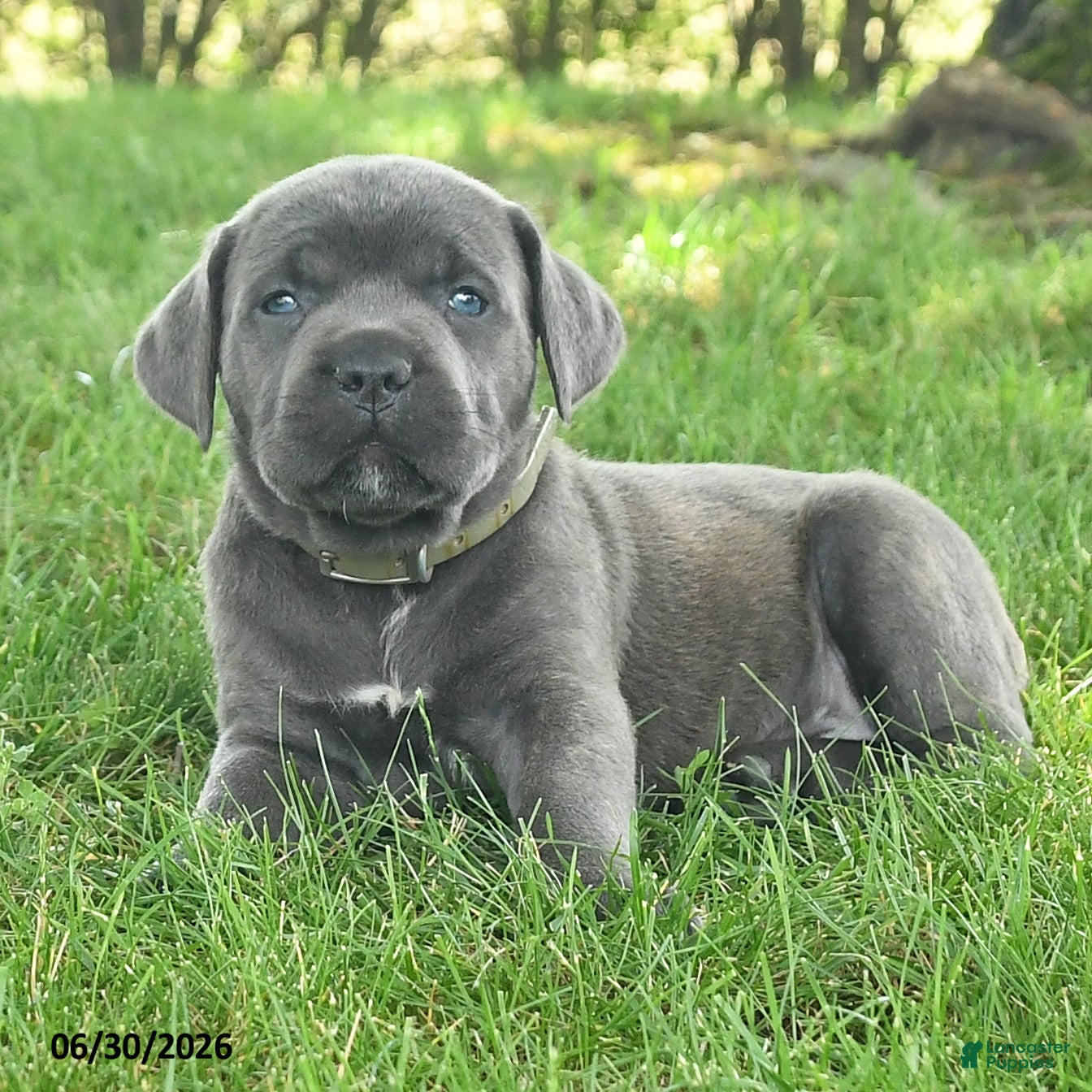 Cane Corso dogs Robin - Ad 2