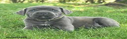 Cane Corso dogs for sale: Robin - Ad 2