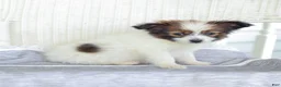 Papillon dogs for sale: Turbo - Ad 6