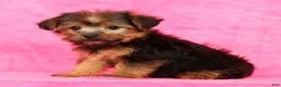 Yorkshire Terrier dogs for sale: Mia - Ad 3