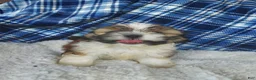 Shih Tzu dogs for sale: Larry - Ad 5