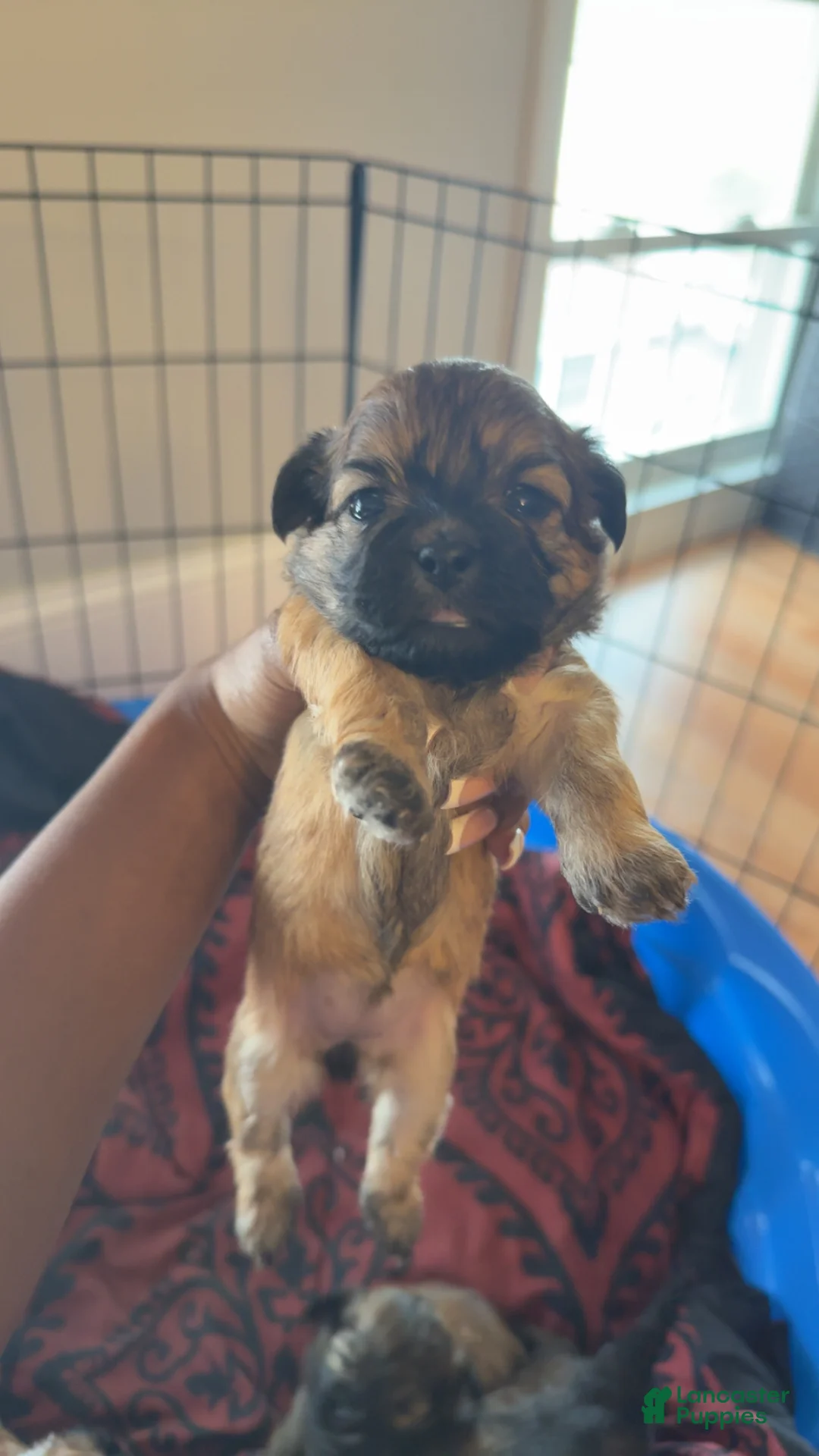 Teddy Bear dogs for sale: Paisley - Ad 2