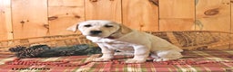 Labrador Retriever dogs for sale: Kate - Ad 5