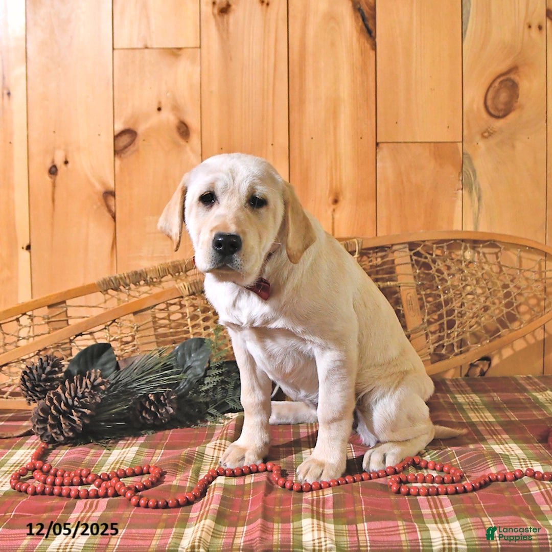 Labrador Retriever dogs for sale: Kate - Ad 5