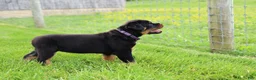 Rottweiler dogs for sale: Roxy - Ad 6