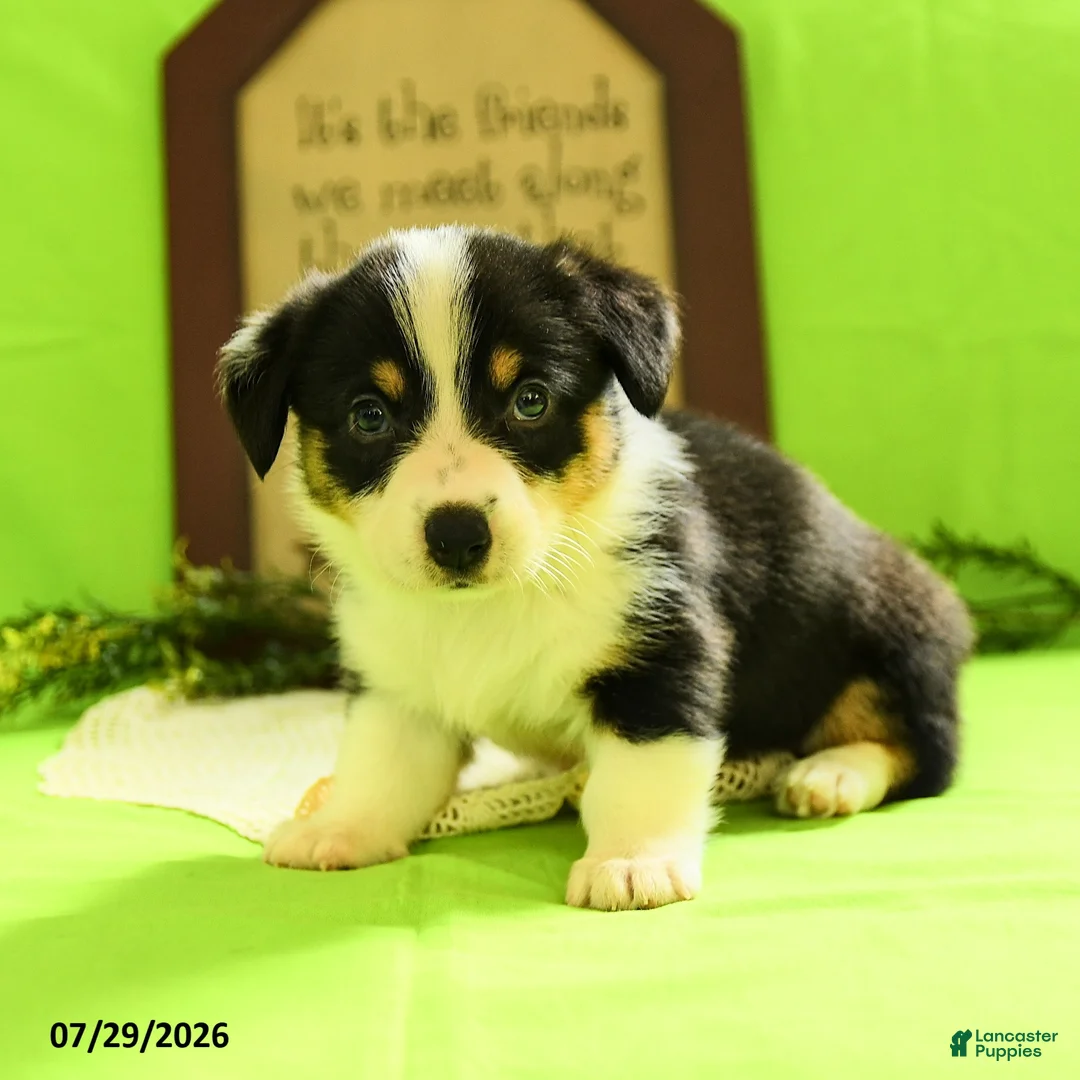 Welsh Corgi Pembroke dogs for sale: Brittney - Ad 1