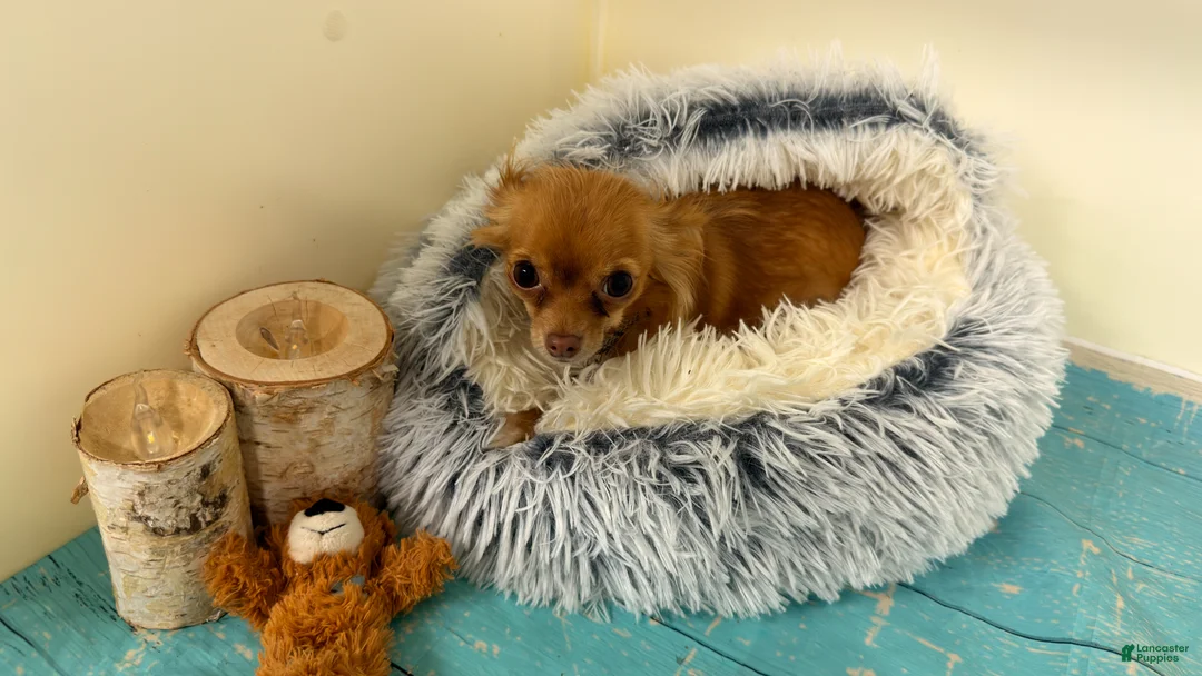 Chihuahua dogs for sale: Bruno - Ad 3