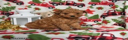 Toy Poodle dogs for sale: Rudolph - Ad 1
