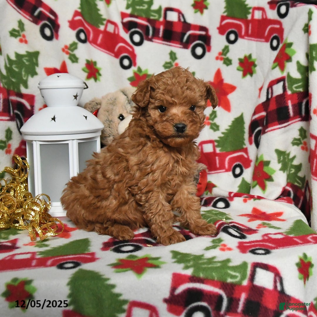 Toy Poodle dogs for sale: Rudolph - Ad 1