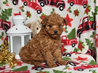 Toy Poodle dogs for sale: Rudolph - Ad 3