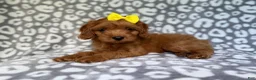 Cavapoo dogs for sale: Molly - Ad 3
