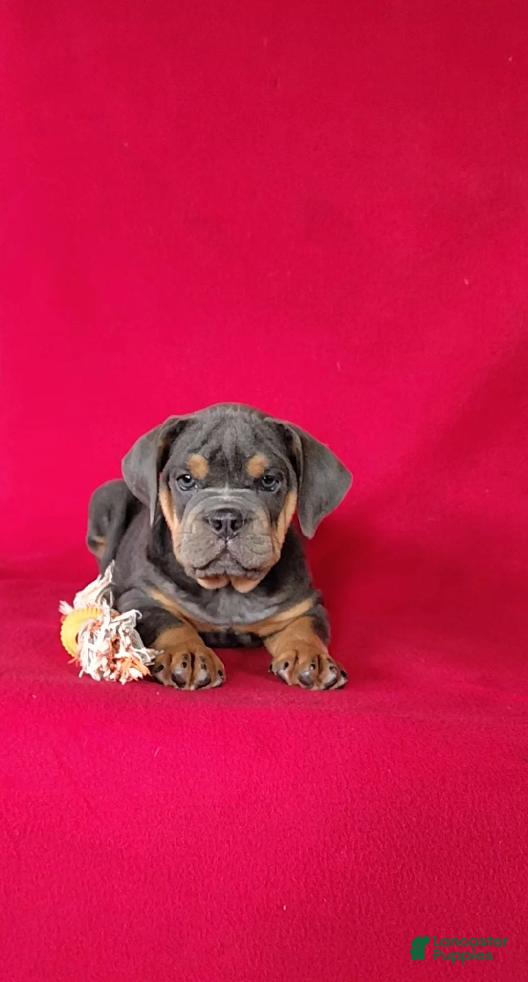 Beabull dogs for sale: Annie - Ad 2