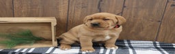 Labrador Retriever dogs for sale: Sparkle - Ad 2