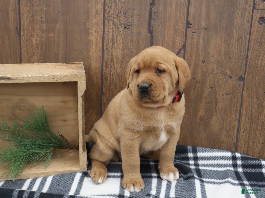 Labrador Retriever dogs for sale: Sparkle - Ad 2