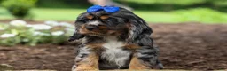 Cocker Spaniel dogs for sale: Dakota 🐶💙 - Ad 12