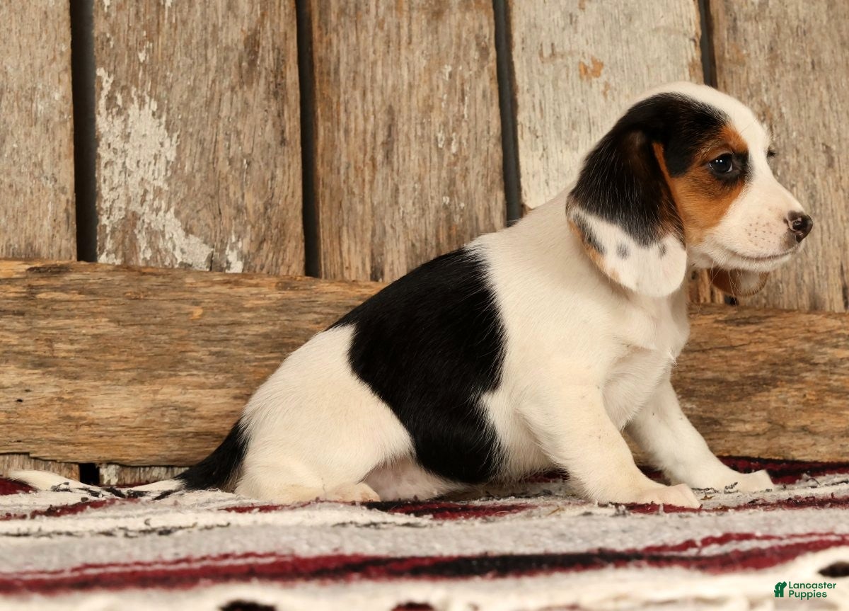 Beagle dogs for sale: Candy - Ad 2