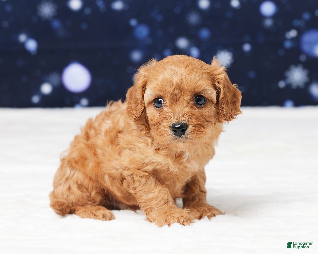 Cavapoo dogs for sale: Butler - Ad 3