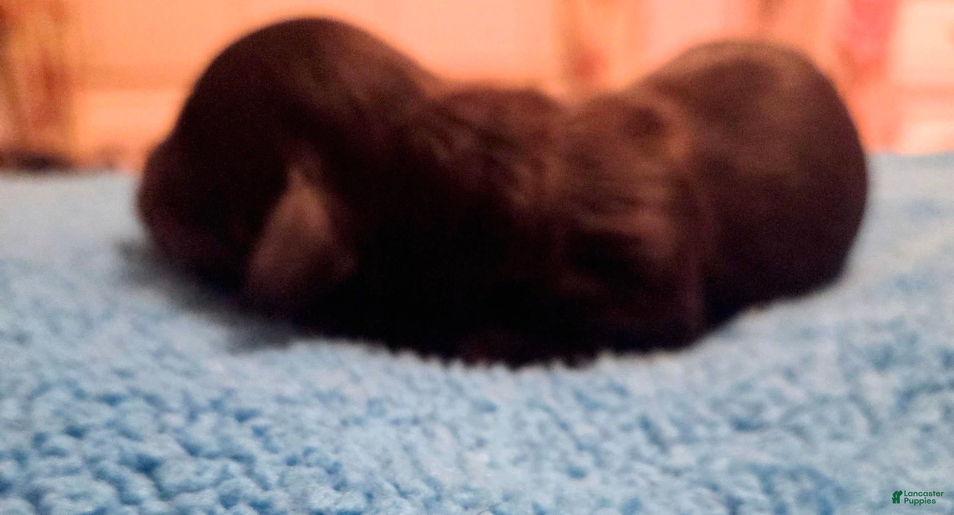 Dachshund dogs for sale: Dachshund 1 - Ad 2