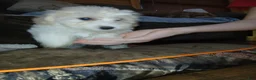 Havapoo dogs for sale: Havapoo 3 - Ad 2
