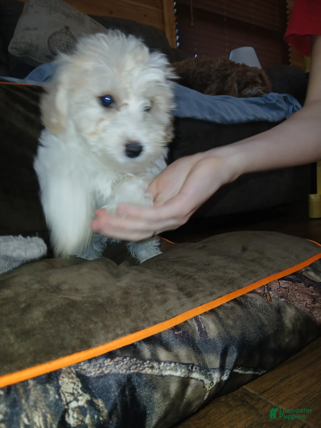 Havapoo dogs for sale: Havapoo 3 - Ad 2
