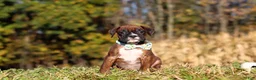 Boxer dogs for sale: Maverick - Ad 5