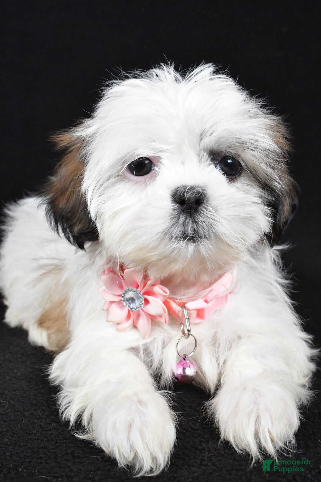 Shih Tzu dogs for sale: Yale - Ad 7