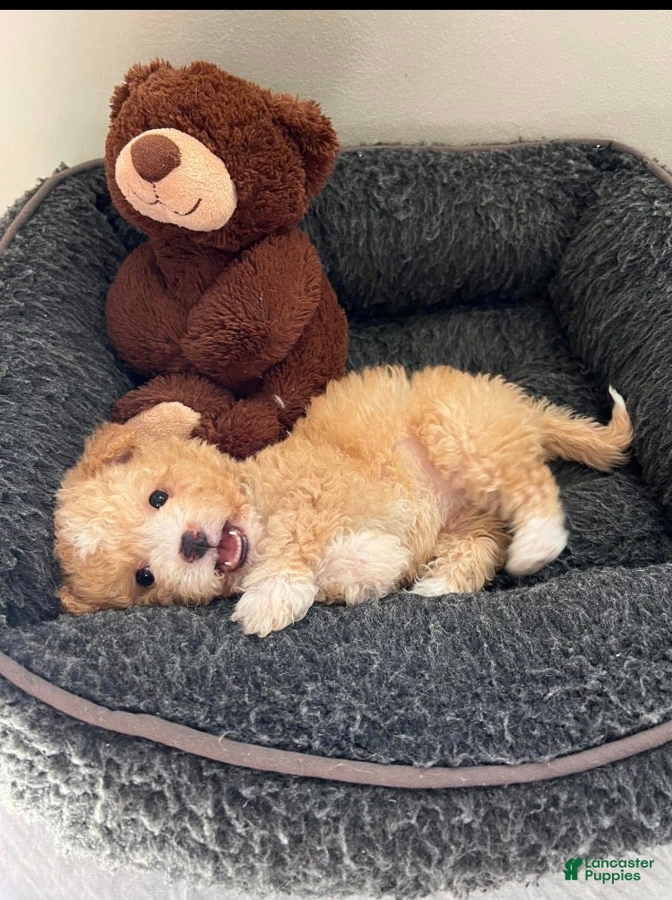 Toy Poodle dogs Toy Poodle Puppy 1 - Ad 13