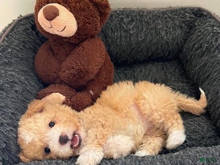 Toy Poodle dogs Toy Poodle Puppy 1 - Ad 12