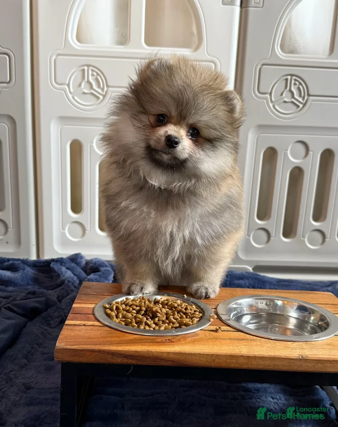Pomeranian dogs for sale: Greg - Ad 10