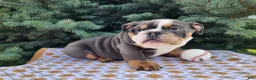 English Bulldog dogs for sale: Elliot - Ad 9