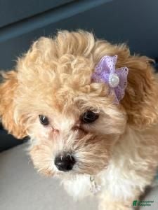 Maltipoo dogs Daisy - Ad 1