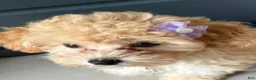 Maltipoo dogs for sale: Daisy - Ad 1
